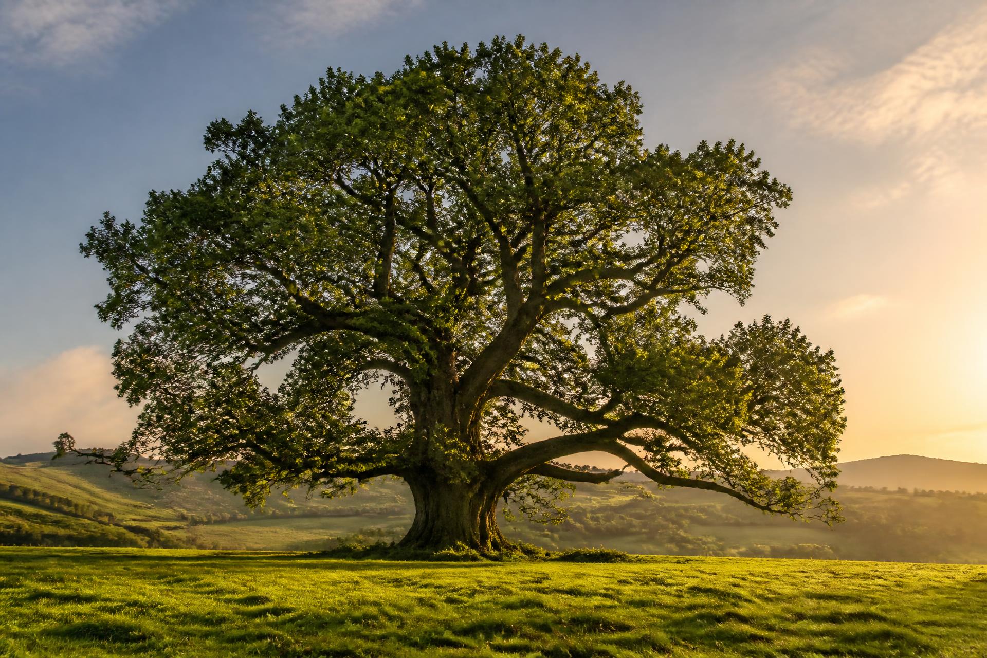 Ancient oak tree standing in a Devon field at golden hour